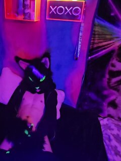 Argentum cat